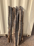 10 extra long cholla 48" (4 feet) each