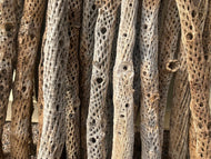 20 Extra Straight Cholla Wood 24" (2 feet) 2"-3" diameter bulk order