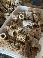 1000 Cholla Wood 3" Long 2"-3" diameter bulk order