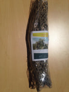 2 Genuine Cholla Cactus - Extr Long 18" - 24"