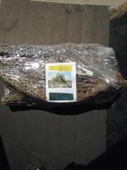 10 Arizona Cholla Wood Cactus - 4" - 6" Pieces