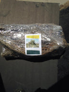 10 Arizona Cholla Wood - 8" - 10"