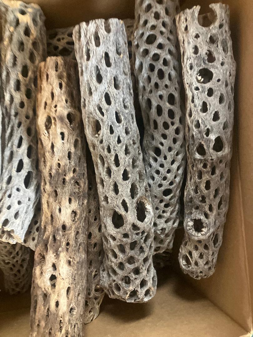 800 Cholla Wood 12