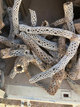 50 Branched Cholla 2' Long (Copy)