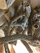50 Branched Cholla 2' Long (Copy)