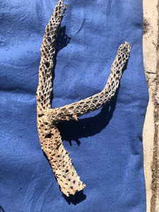 Large Cholla Branch 23" and 2" in diameter