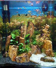 One lb of Petrified Wood for Fish Aquariums
