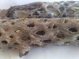 Weighted 8" Cholla Wood (2) for Fish Tanks