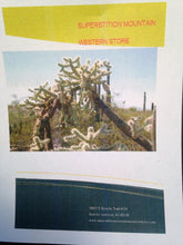 10 Arizona Cholla Wood - 12' - 14"